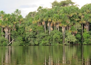 La forêt amazonienne à nouveau sacrifiée