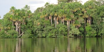 La forêt amazonienne à nouveau sacrifiée